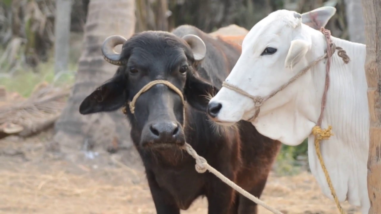 गाय और भैंस के दूध में अंतर 